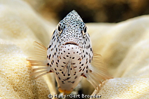 Freckled hawkfish
Bunaken Island, Sulawesi,Indonesia,
N... by Hans-Gert Broeder 